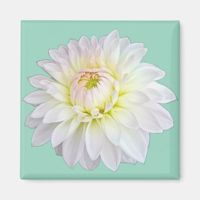 Imán Flor blanca y rosa (Frente)