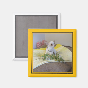 Imán Flor Chihuahua Magnet