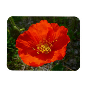 Imán Flor colorida de adormidera roja de Alaska