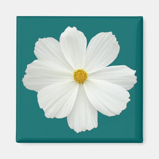 Imán Flor Cosmos Blanco (Frente)