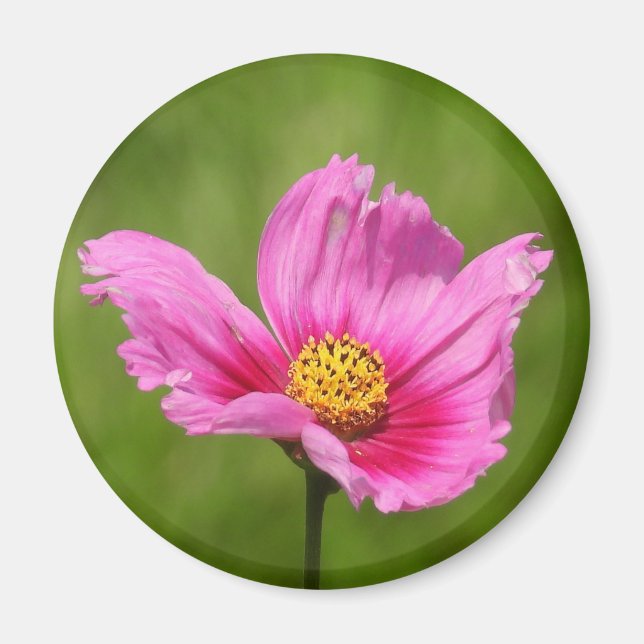 Imán Flor Cosmos Rosa Feliz (Frente)