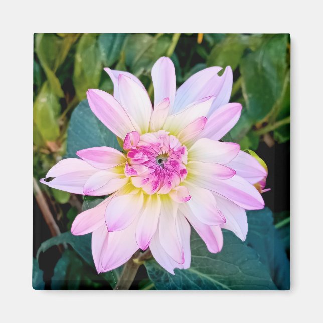 Imán Flor crema y rosa (Frente)