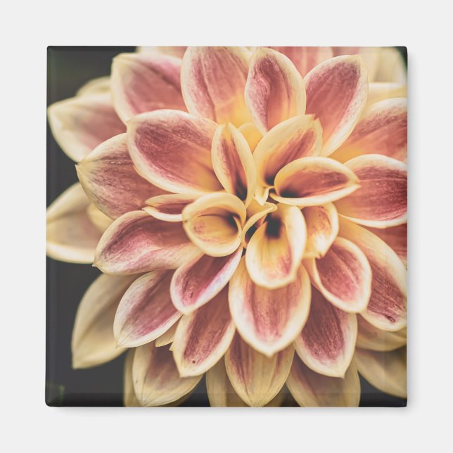 Imán Flor Dahlia de verano (arte floral) (Frente)