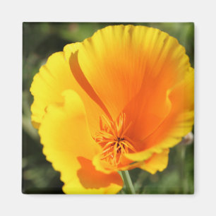 Imán Flor de amapola de California