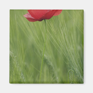 Imán Flor de amapola roja entre cultivo de trigo, Tosca