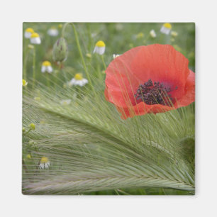 Imán Flor de amapola roja, Toscana, Italia