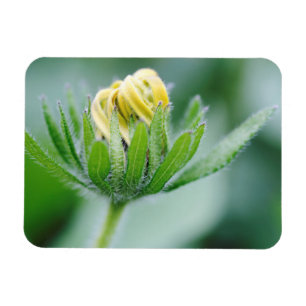 Imán Flor De Apertura De La Flor De Cono