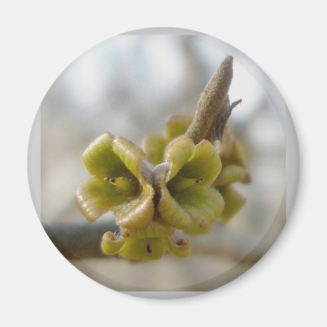 Imán Flor de árbol desconocida - Springtime (Frente)