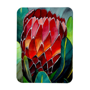 Imán Flor de arte acuarela de las Protestas Rojas