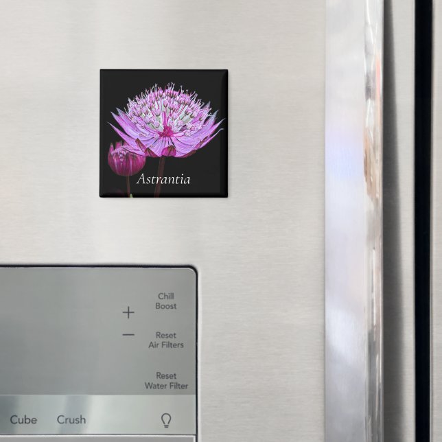 Imán Flor de Astrantia Rosa sobre Floral Negro (In situ (nevera))