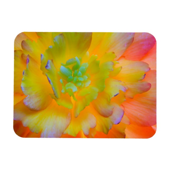 Imán Flor de Begonia Luminosa | Seabeck, WA (Horizontal)