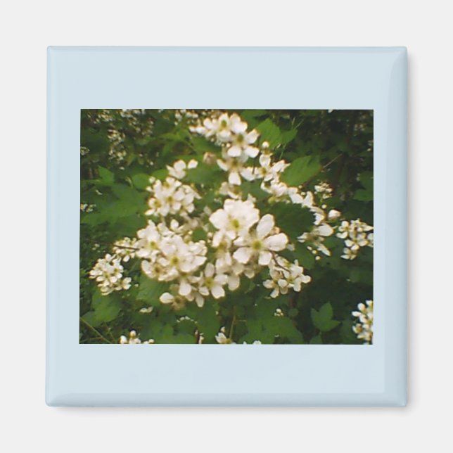 Imán Flor de Blackberry (Frente)