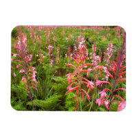 Flor de Bugle Lily (Watsonia), Cabo Oriental