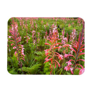 Imán Flor de Bugle Lily (Watsonia), Cabo Oriental