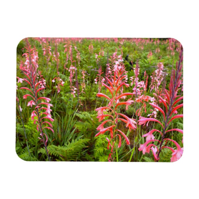Imán Flor de Bugle Lily (Watsonia), Cabo Oriental (Horizontal)