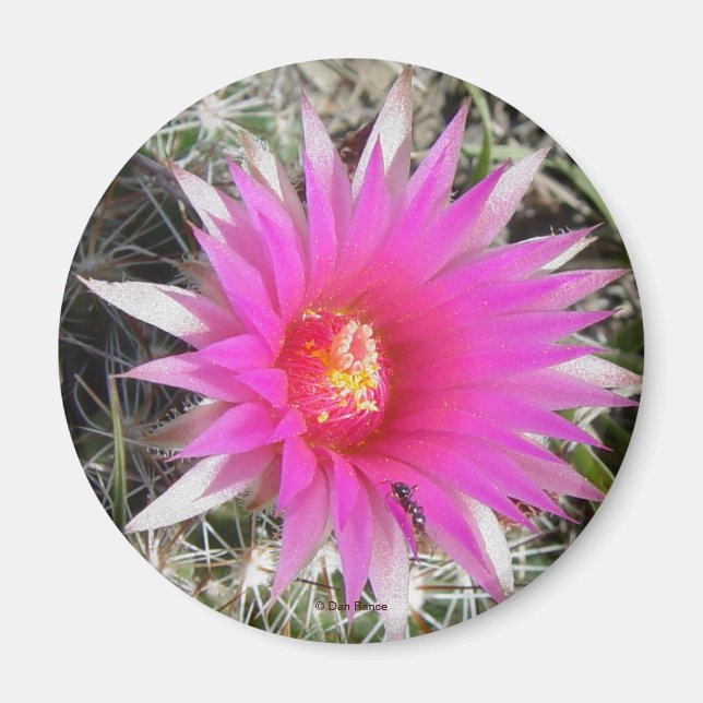 Imán Flor de Cactus Bola F12 "Escobaria vivipara" (Frente)