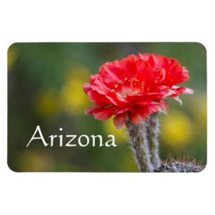 Imán flor de cactus de Firelight, Arizona