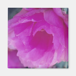 Imán Flor de cactus erizo rosa (Echinocereus