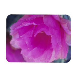 Imán Flor de cactus erizo rosa (Echinocereus
