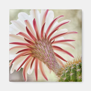 Imán Flor de cactus floreciente nocturna