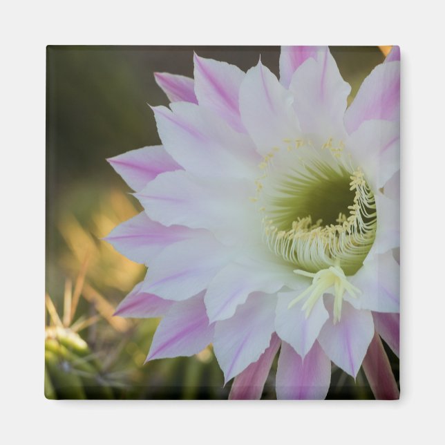 Imán Flor de cactus morado y blanco (Frente)