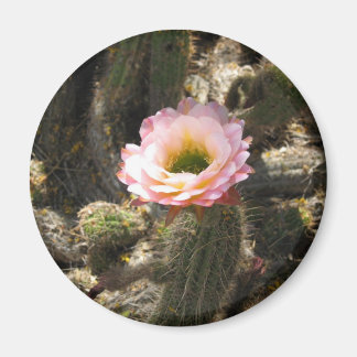 Imán Flor de cactus rosada