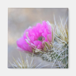 Imán flor de cactus rosado