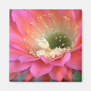 Imán Flor de cactus rosado en el desierto