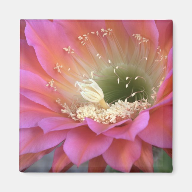 Imán Flor de cactus rosado en el desierto (Frente)