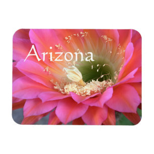 Imán Flor de cactus rosado en el desierto