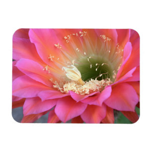 Imán Flor de cactus rosado en el desierto