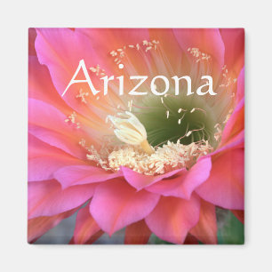 Imán Flor de cactus rosado en el desierto, Arizona