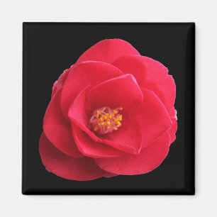 Imán flor de camelia roja