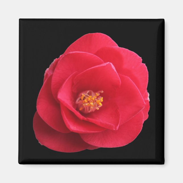 Imán flor de camelia roja (Frente)