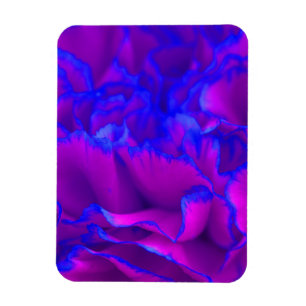 Imán Flor de canal rosa y azul Fuschia en negrita