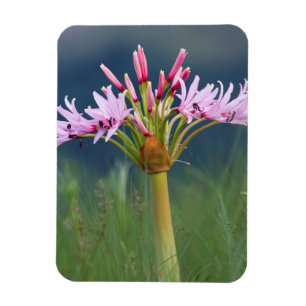 Imán Flor de Candelabra (Brunsvigia Radulosa), Umgeni