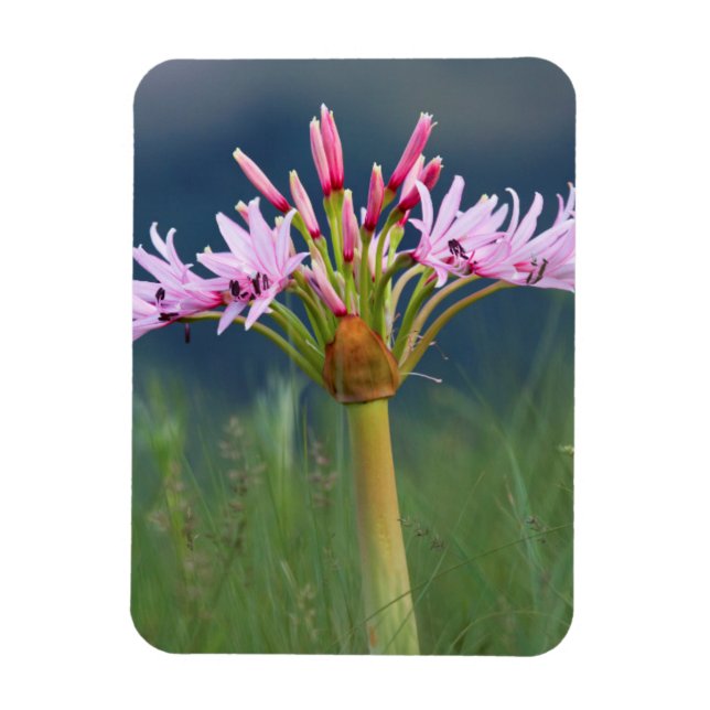 Imán Flor de Candelabra (Brunsvigia Radulosa), Umgeni (Vertical)