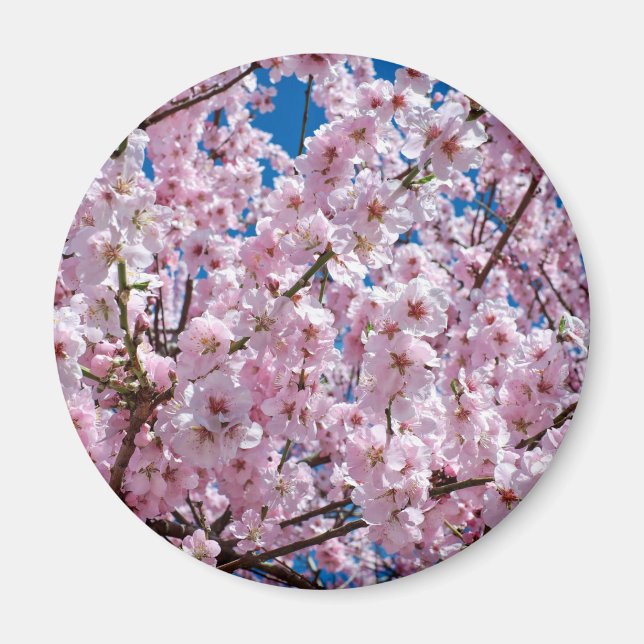 Imán Flor de cereza japonesa (Frente)