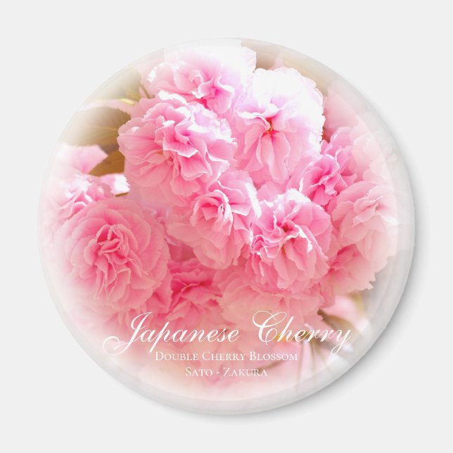 Imán Flor de cerezo doble: Sato-zakura (Frente)