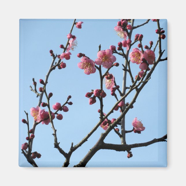 Imán Flor de ciruelas: Japón (Frente)