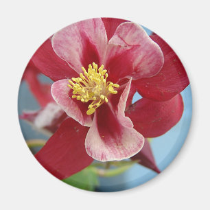Imán Flor de Columbina