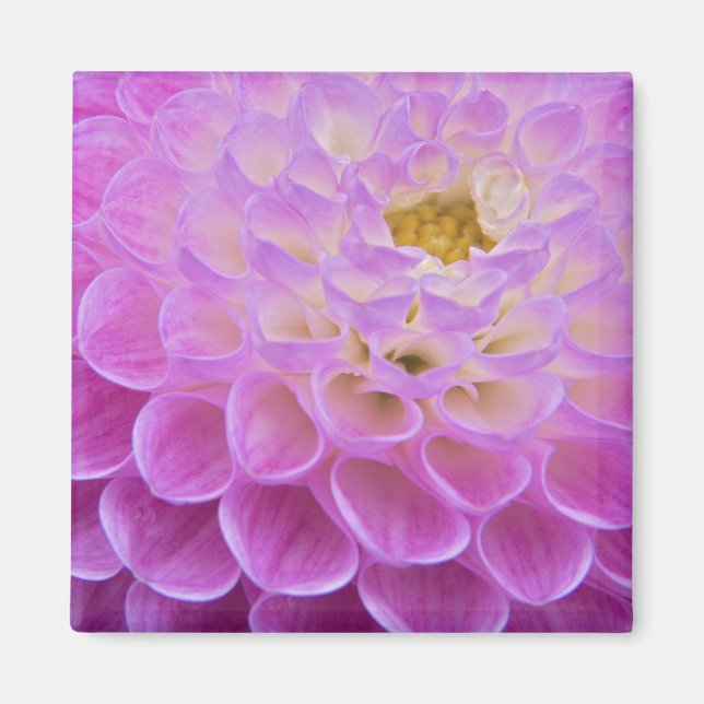 Imán Flor de crisantemo decorando tumba en (Frente)