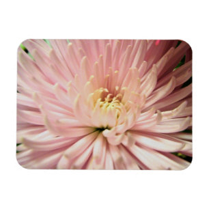 Imán flor de crisantemo rosa claro