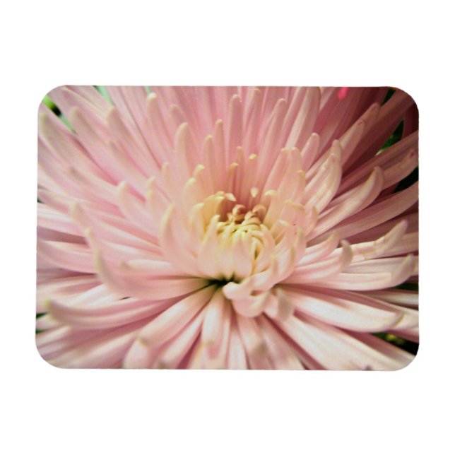 Imán flor de crisantemo rosa claro (Horizontal)