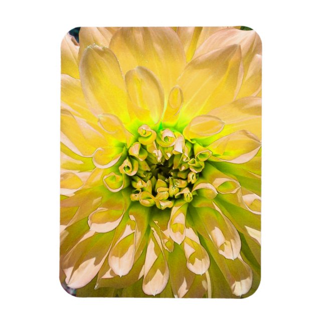 Imán Flor de Dahlia amarilla (Vertical)