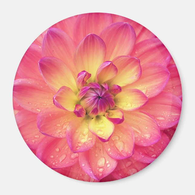 Imán Flor de dahlia rosa y amarilla (Frente)