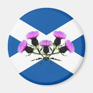 Imán Flor de Escocia, cardo