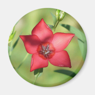 Imán Flor de Estrella Roja con Follaje Verde