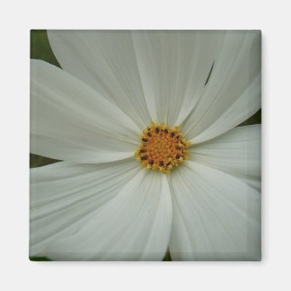Imán Flor de flores silvestres de verano de Cosmos blan