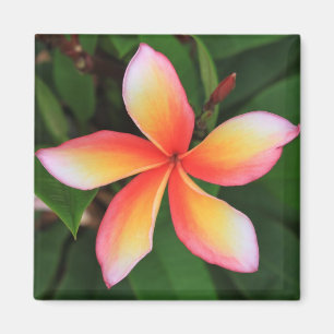 Imán Flor de Frangipani